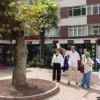 Yalova’da anıt ağaçlar koruma altında