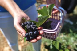 Antalya Büyükşehir’den tarımsal üretime destek
