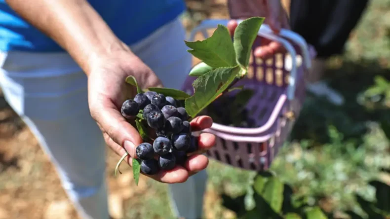 Antalya Büyükşehir’den tarımsal üretime destek