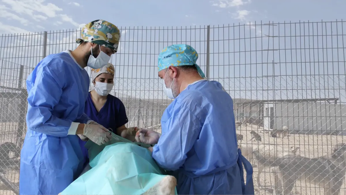 Bayburt’ta sokak hayvanlarının rehabilitasyon, tedavi, bakım ve kısırlaştırılması için çalışma