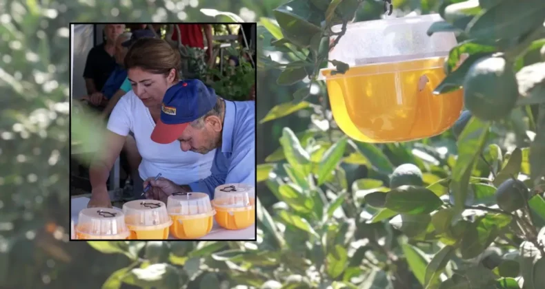 İzmir’de narenciye üreticisine sineğe karşı tuzak desteği