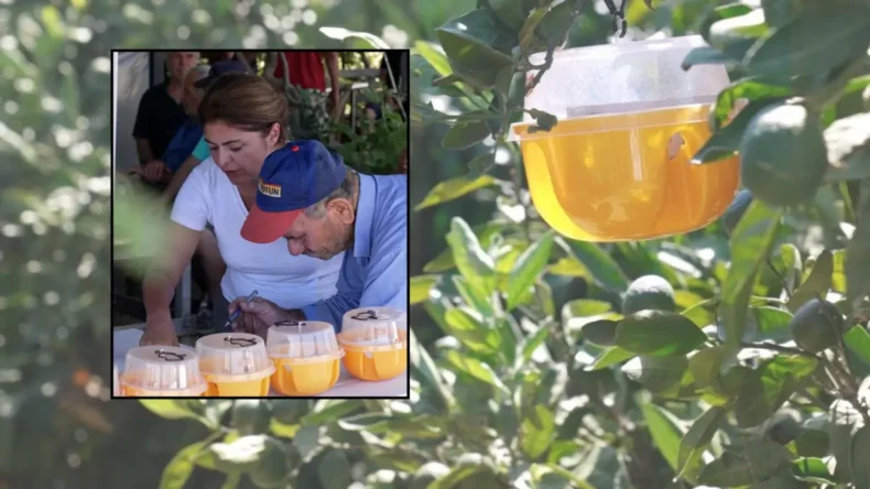 İzmir’de narenciye üreticisine sineğe karşı tuzak desteği