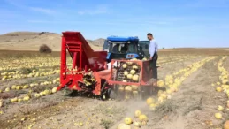 Nevşehir’de kabak çekirdeği hasadı başladı