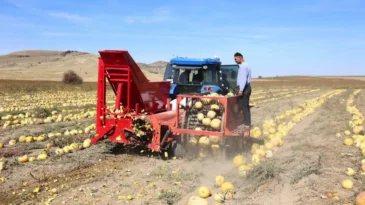 Nevşehir’de kabak çekirdeği hasadı başladı