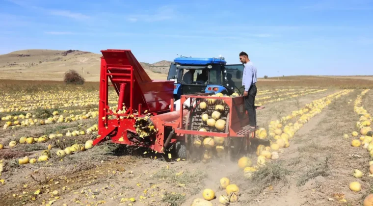 Nevşehir’de kabak çekirdeği hasadı başladı
