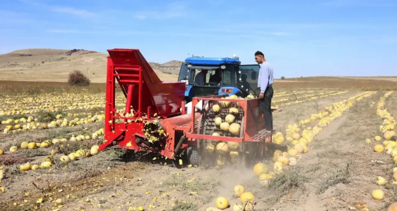 Nevşehir’de kabak çekirdeği hasadı başladı