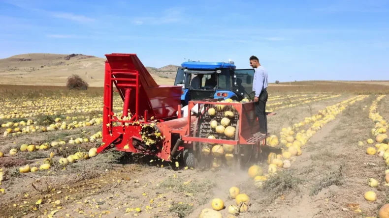 Nevşehir’de kabak çekirdeği hasadı başladı