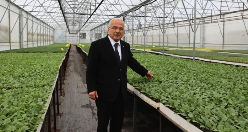 Ordu’da belediye teşviğiyle 4,5 milyon sebze fidesi dikildi