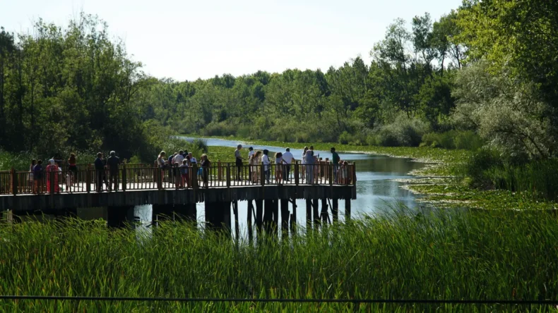 Sakarya’daki subasar ormanı Acarlar Langozu’na ziyaretçi akını