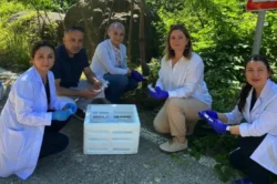 Samsun’da 1 milyon samuray arısı kokarcayla mücadele edecek