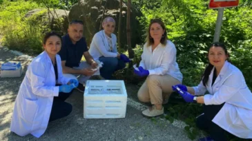 Samsun’da 1 milyon samuray arısı kokarcayla mücadele edecek