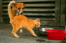 Yalova Belediyesi ‘Askıda Mama’ etkinliği düzenliyor