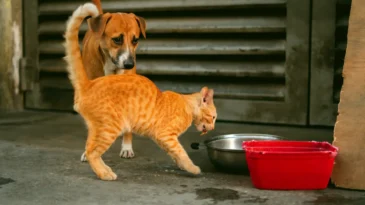 Yalova Belediyesi ‘Askıda Mama’ etkinliği düzenliyor