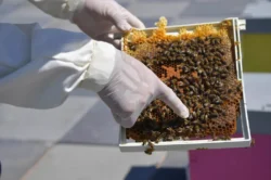 Ankara’da arı üreticilerine destek sağlanıyor