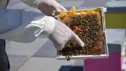 Ankara’da arı üreticilerine destek sağlanıyor