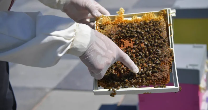 Ankara’da arı üreticilerine destek sağlanıyor