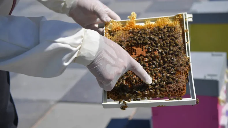 Ankara’da arı üreticilerine destek sağlanıyor
