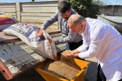 Kocaeli’de seyyar selektör makinesi çiftçinin hizmetinde