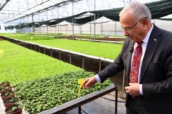 Ordu’da 400 bin kışlık sebze fidesi dağıtıma hazır