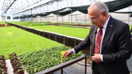 Ordu’da 400 bin kışlık sebze fidesi dağıtıma hazır