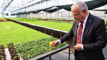 Ordu’da 400 bin kışlık sebze fidesi dağıtıma hazır