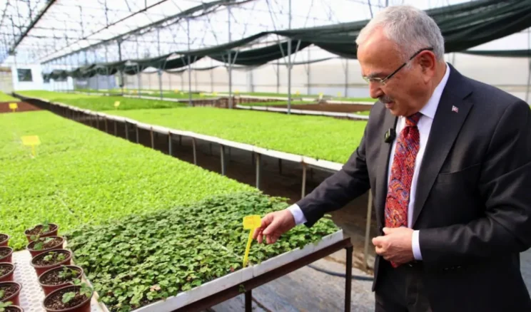 Ordu’da 400 bin kışlık sebze fidesi dağıtıma hazır