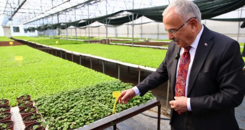 Ordu’da 400 bin kışlık sebze fidesi dağıtıma hazır