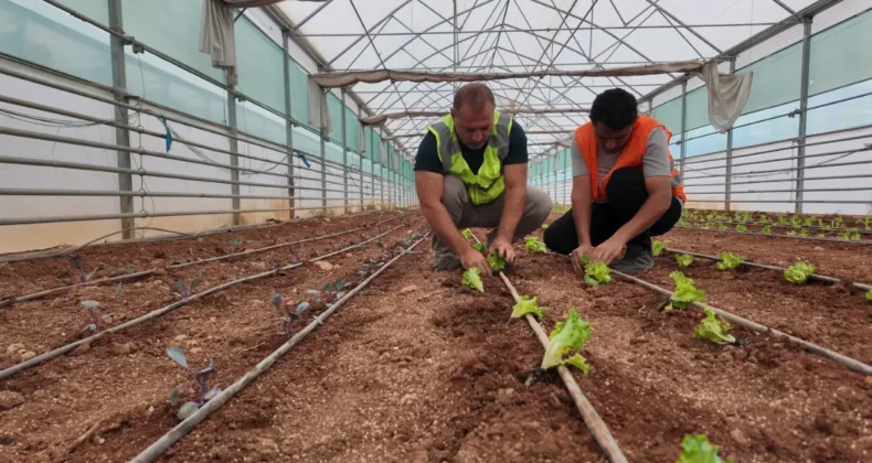 Şanlıurfa Büyükşehir serasında kışlık sebze dikimi gerçekleştirdi