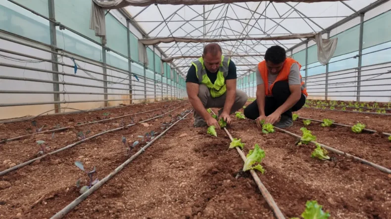 Şanlıurfa Büyükşehir serasında kışlık sebze dikimi gerçekleştirdi