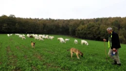 Kocaeli’de üreticiye süt otu desteği sağlandı
