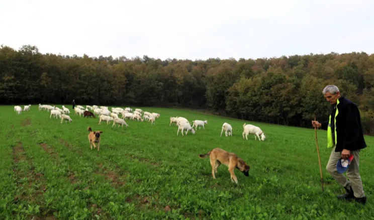 Kocaeli’de üreticiye süt otu desteği sağlandı