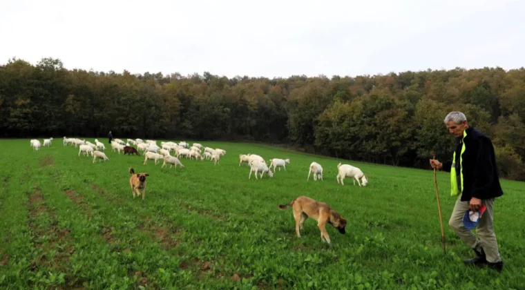 Kocaeli’de üreticiye süt otu desteği sağlandı