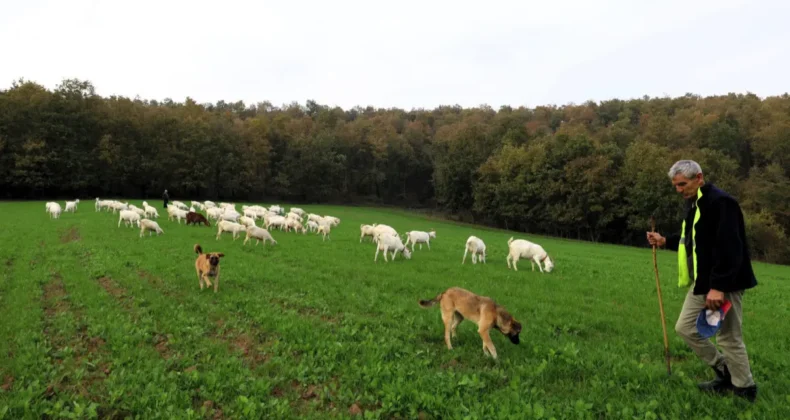 Kocaeli’de üreticiye süt otu desteği sağlandı