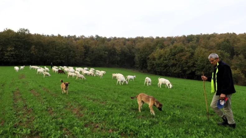 Kocaeli’de üreticiye süt otu desteği sağlandı