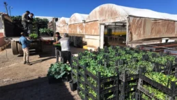 Şanlıurfa Büyükşehir’den yeşeren tasarruf