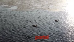 Ankara Kızılcahamam’da Angut kuşları görüntülendi