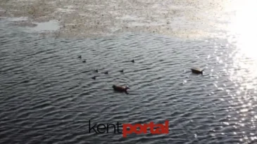 Ankara Kızılcahamam’da Angut kuşları görüntülendi