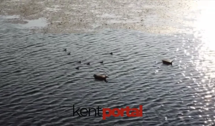 Ankara Kızılcahamam’da Angut kuşları görüntülendi