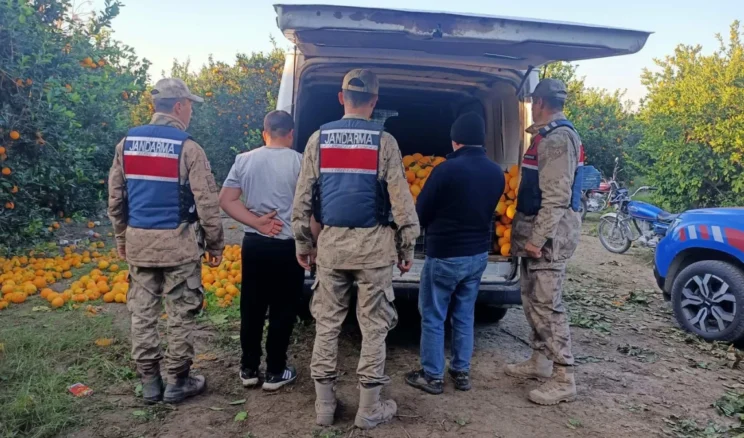 Hatay’da portakal çalan hırsızlar yakalandı! 2 ton…