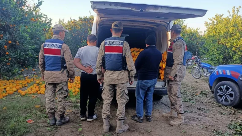 Hatay’da portakal çalan hırsızlar yakalandı! 2 ton…