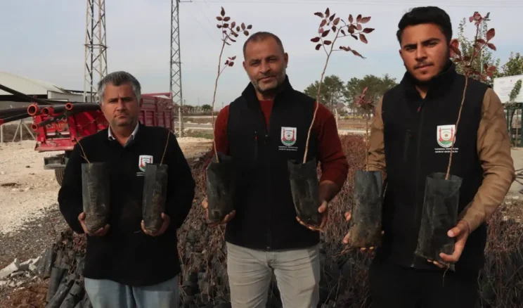 Şanlıurfa Büyükşehir’den üreticiye 35 bin fıstık fidanı desteği
