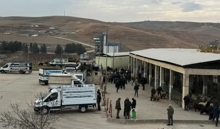 Siirt Hayvan Pazarı yeniden hizmete açıldı