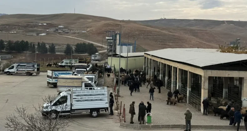 Siirt Hayvan Pazarı yeniden hizmete açıldı