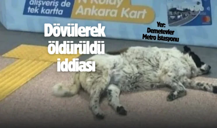 Personel işten çıkarıldı! Matmazel’in ölüm nedeni ortaya çıktı…