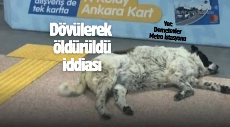 Personel işten çıkarıldı! Matmazel’in ölüm nedeni ortaya çıktı…