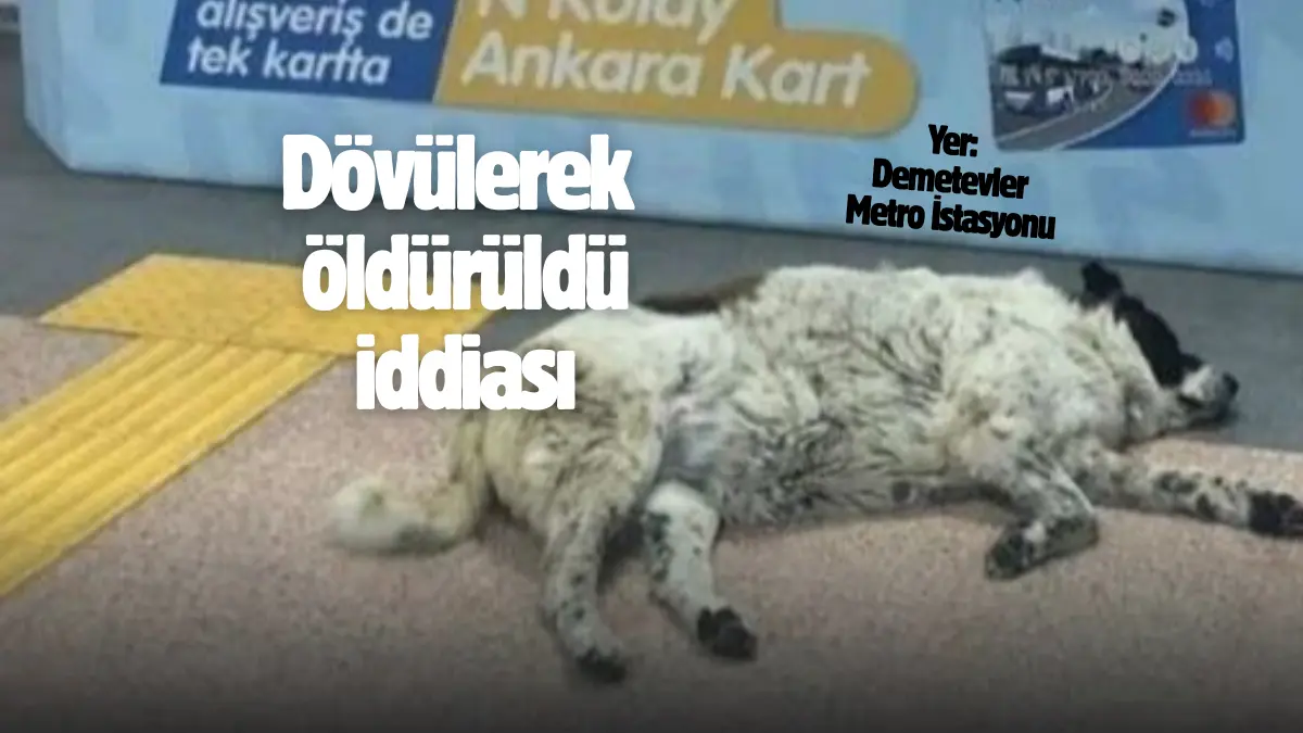 Ankara Demetevler Metro İstasyonu’nda Matmazel isimli köpeğin kesin ölüm sebebi