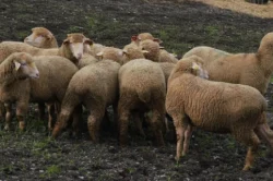 Balıkesir çiftçisine yüzde yüz hibeli damızlık desteği