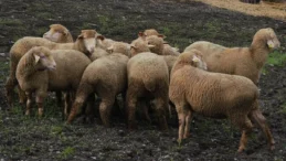 Balıkesir çiftçisine yüzde yüz hibeli damızlık desteği
