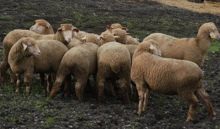 Balıkesir çiftçisine yüzde yüz hibeli damızlık desteği