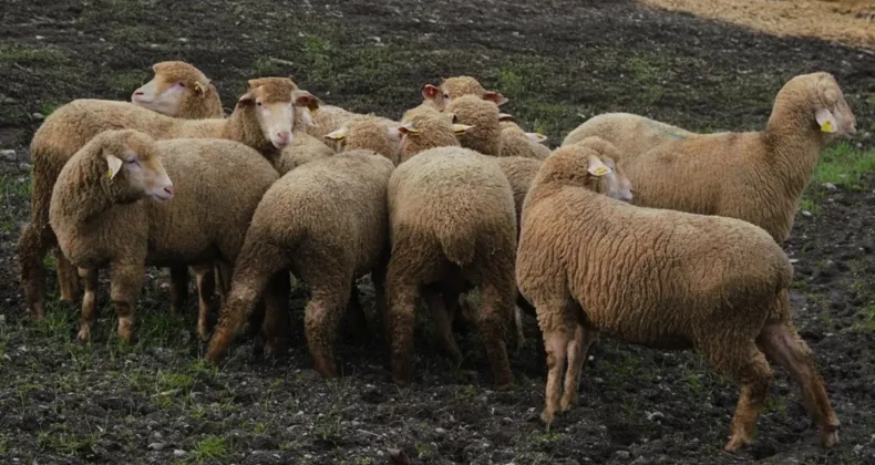 Balıkesir çiftçisine yüzde yüz hibeli damızlık desteği